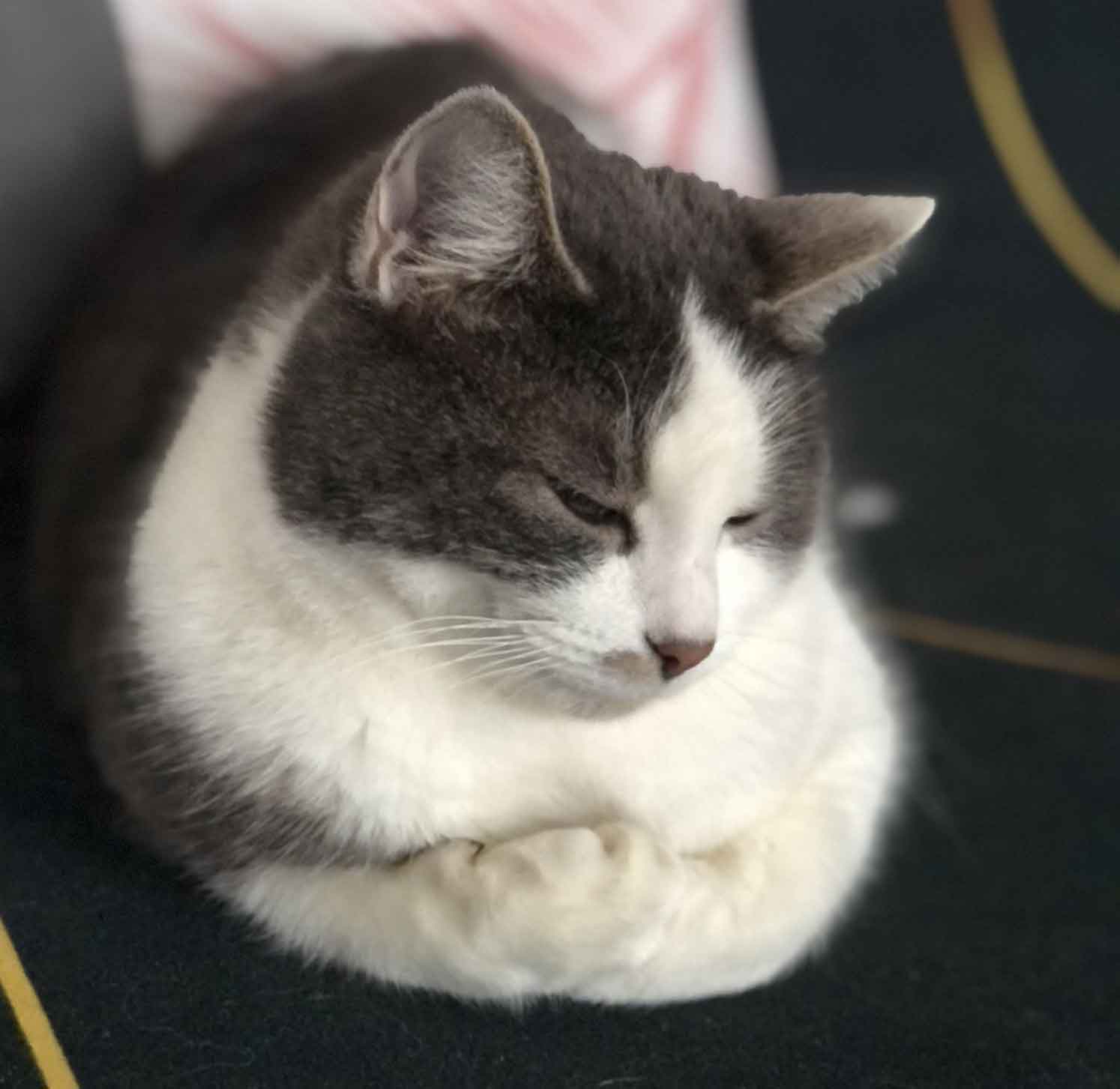 Chat européen bicolore