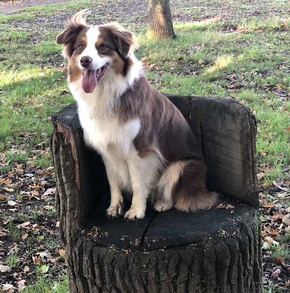 chienne-berger-australien