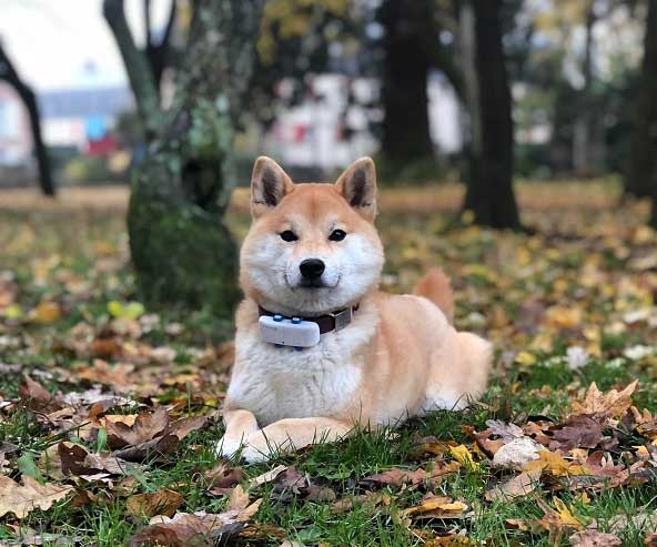 chienne-shiba